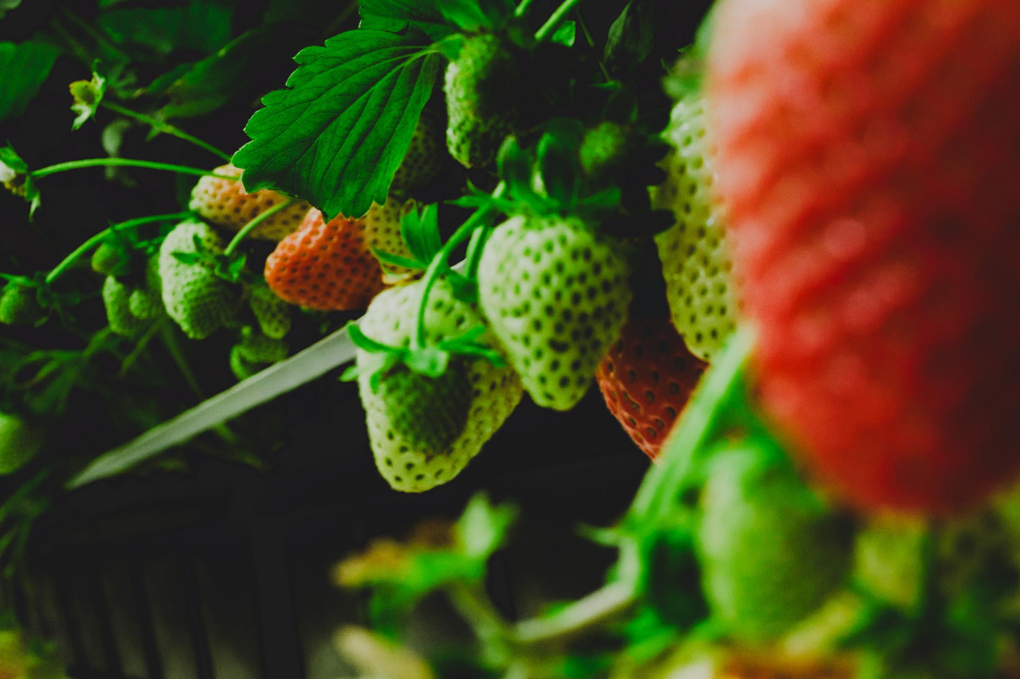 Sustainability & Stewardship - Strawberries Sustainability & Stewardship - Strawberries